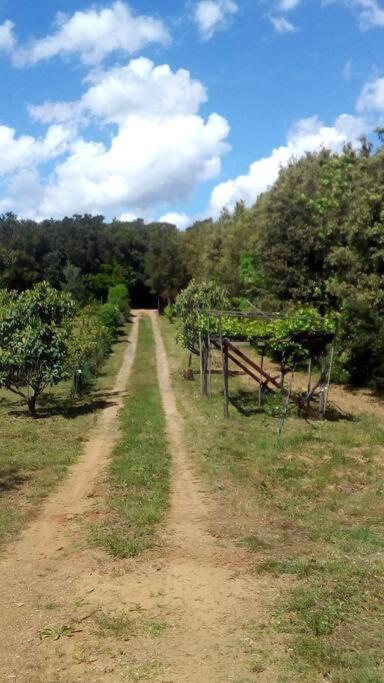 Casa Belvedere -Tranquillita Tra Bosco E Ulivi- ริปาร์เบลลา ภายนอก รูปภาพ